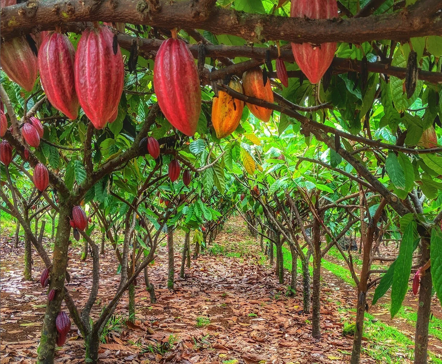 Home cocoa farm